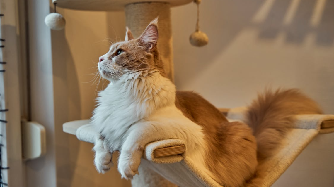 Comment attirer un chat sur son arbre à chat