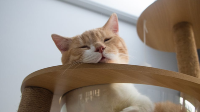 Comment désinfecter un arbre à chat