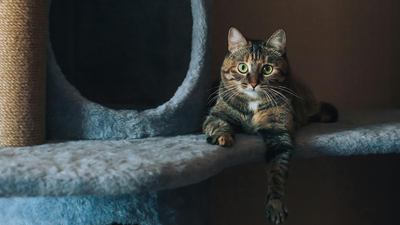 Est-il nécessaire d'avoir un arbre à chat