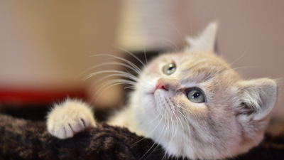 Où placer l'arbre à chat dans la maison