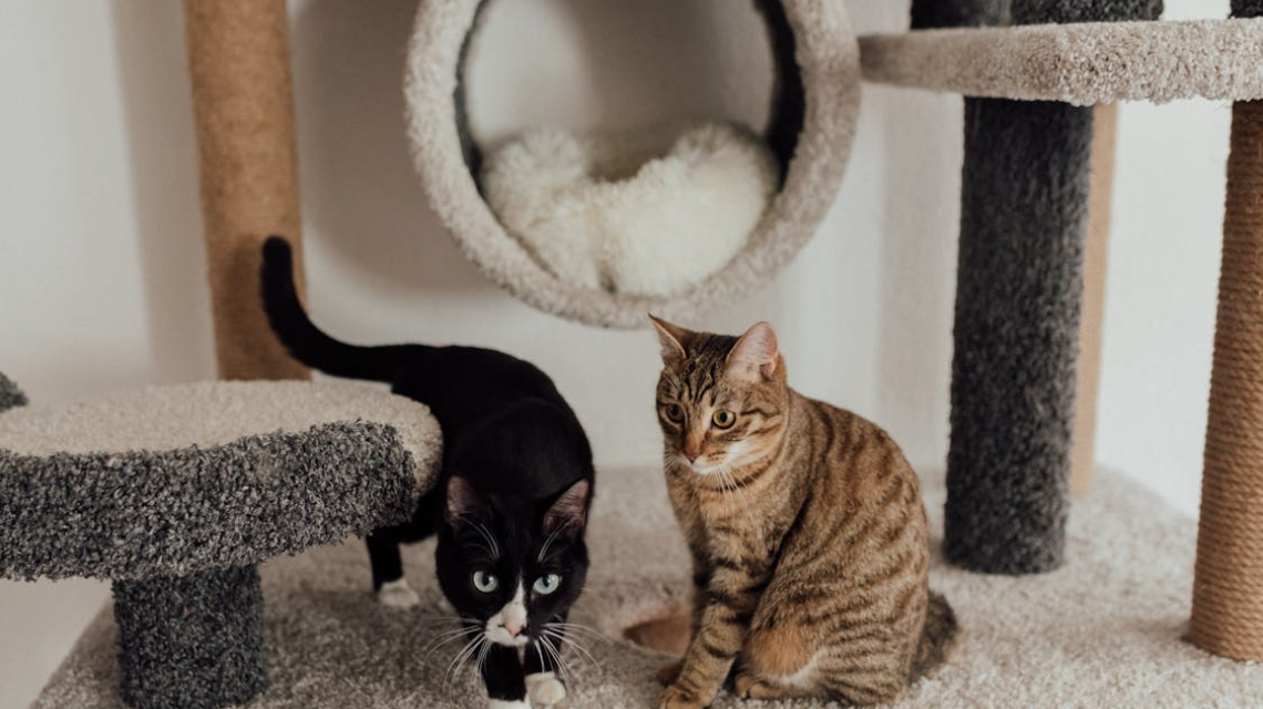 Quel arbre à chat choisir ?