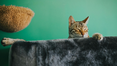 Quel arbre à chat pour Maine Coon ?
