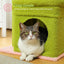 Petit arbre à chat équipé de condo, 1 lit supérieur, 1 plateforme, poteaux griffoir et pompon - Ayyara